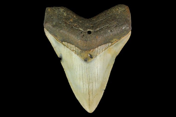 Fossil Megalodon Tooth - North Carolina #131602